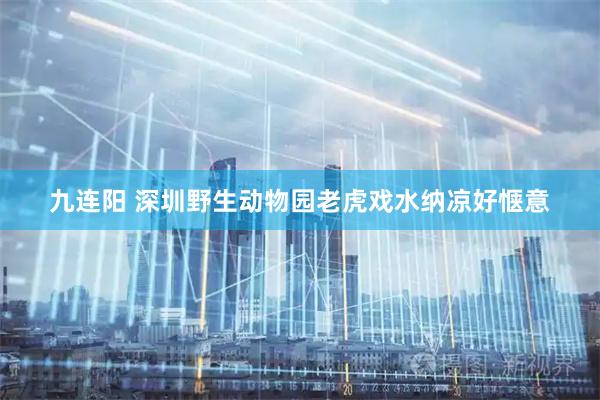 九连阳 深圳野生动物园老虎戏水纳凉好惬意